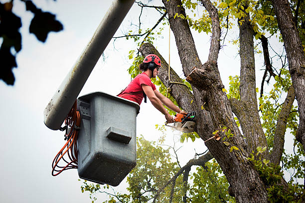 Best Palm Tree Trimming  in Thorndale, PA